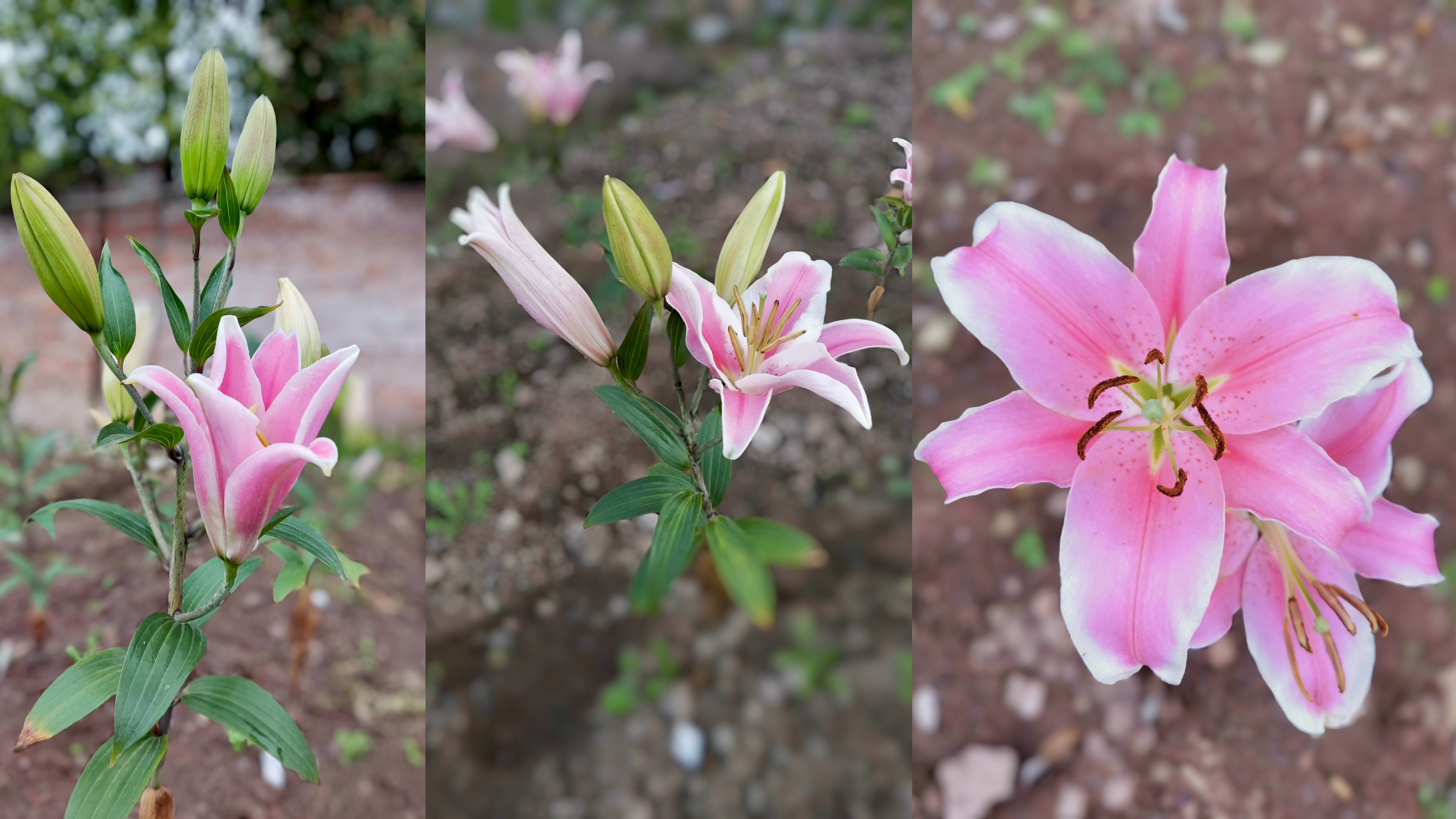 我校团队攻克百合花期调控技术难...